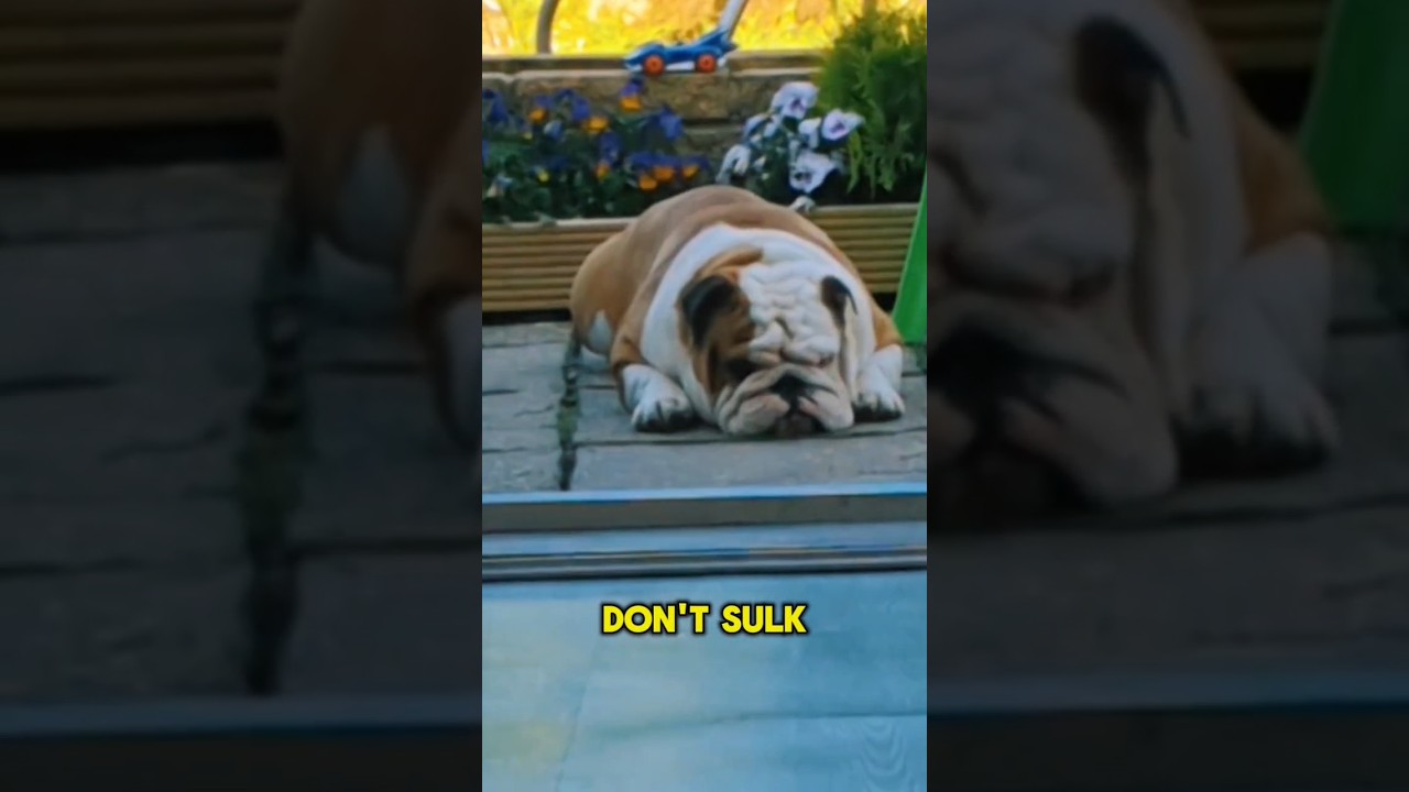 Нашел этот отголосок Пабло 🥹 #BulldogPabs