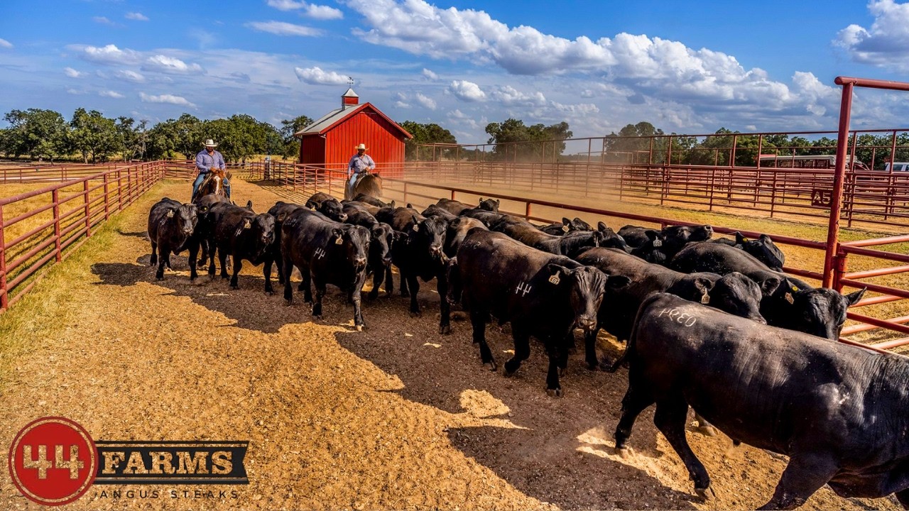 How 44 FARMS DOMINATED TEXAS With Angus Cattle and WAS SOLD to WALMART - THE TRUTH REVEALED!