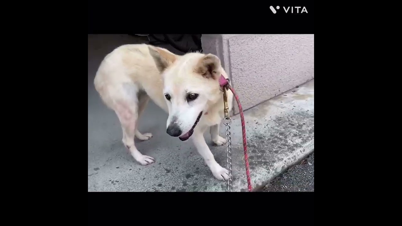 【保護犬】R5.11.28 マリンちゃん卒業　波瑠ちゃんになります！　#ZOOねるパーク　#岡山市保健所　#岡山市　#保護犬　#野犬　#野良犬　#人馴れ訓練　#譲渡希望者募集