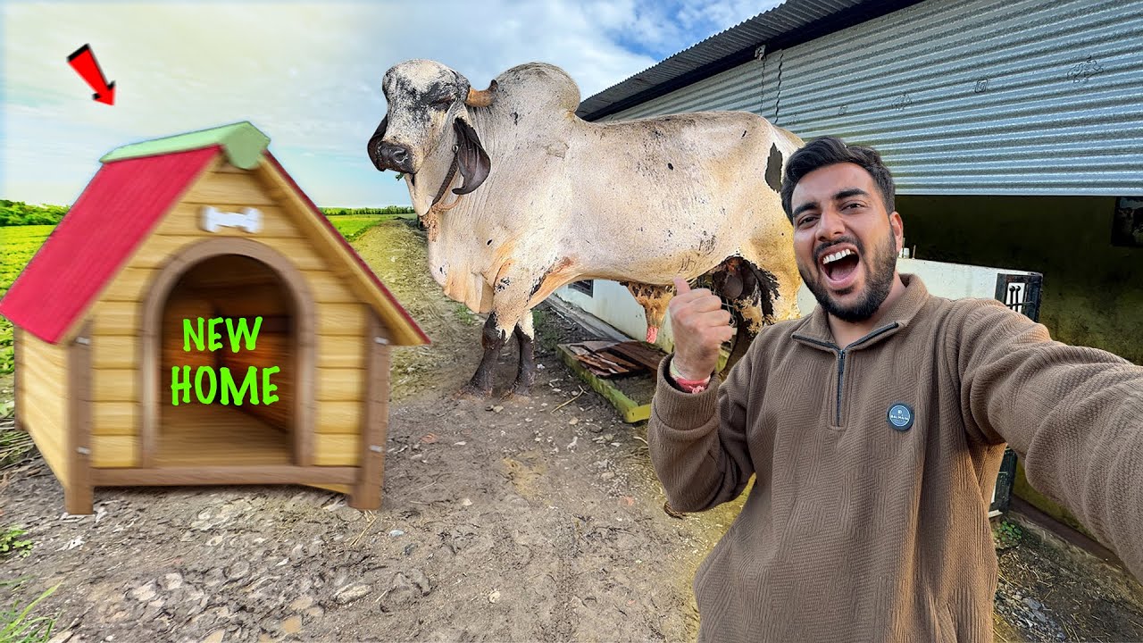 Farm Par Dream Home😍Anand Or Bheem Bull Fight Ka Mood😳👏🏽