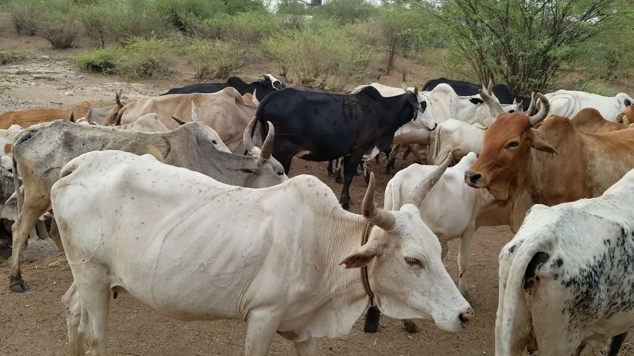 Narus South Sudan Cattle Camp