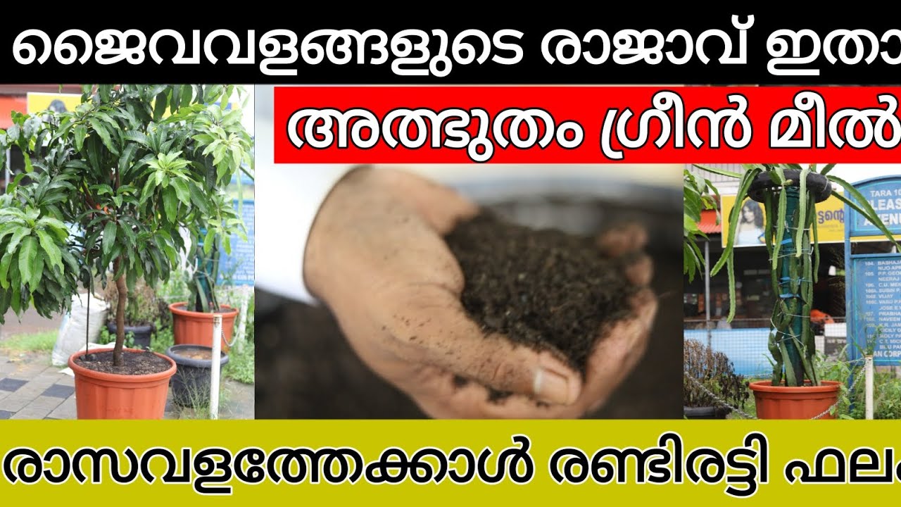 കേരളത്തിലെ കർഷകർ നോക്കി നടന്ന ജൈവവളം ഗ്രീൻ മീൻ രാസവള ത്തേക്കാൾ പത്തിരട്ടി  ഫലം #farming #jaivakrishi