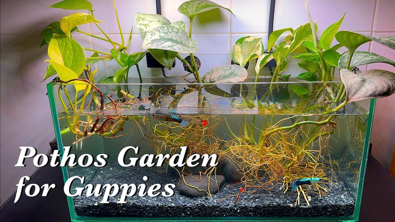 Pothos garden for guppies