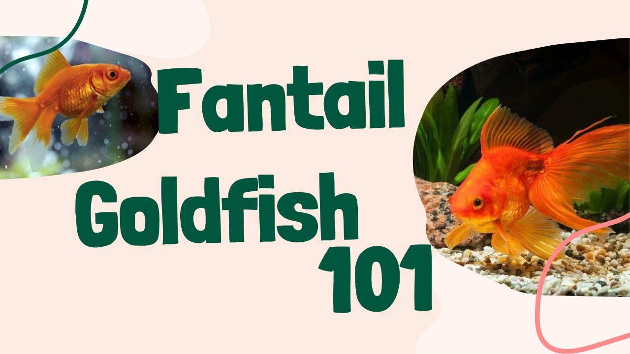 Fantail Goldfish: The Royalty of Your Aquarium! 👑