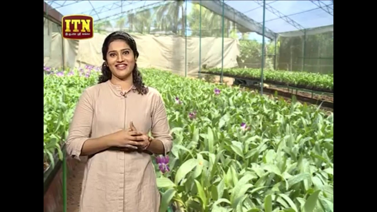 Orchid plantation, workshop on orchid plantation, Orchid plants,Orchid in Sri Lanka