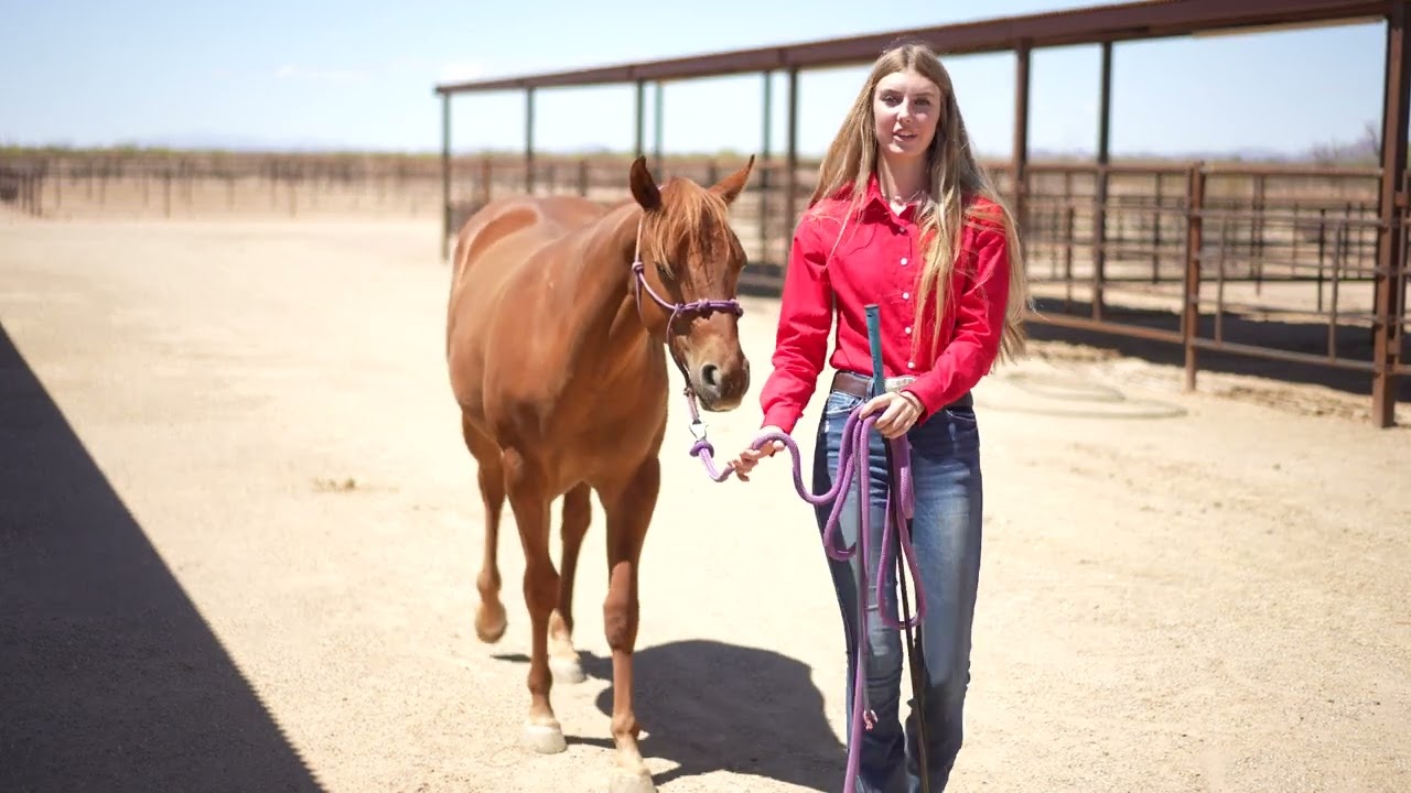 Piper Hall - If I Were to Start Another Yearling - AQHA YHD Program