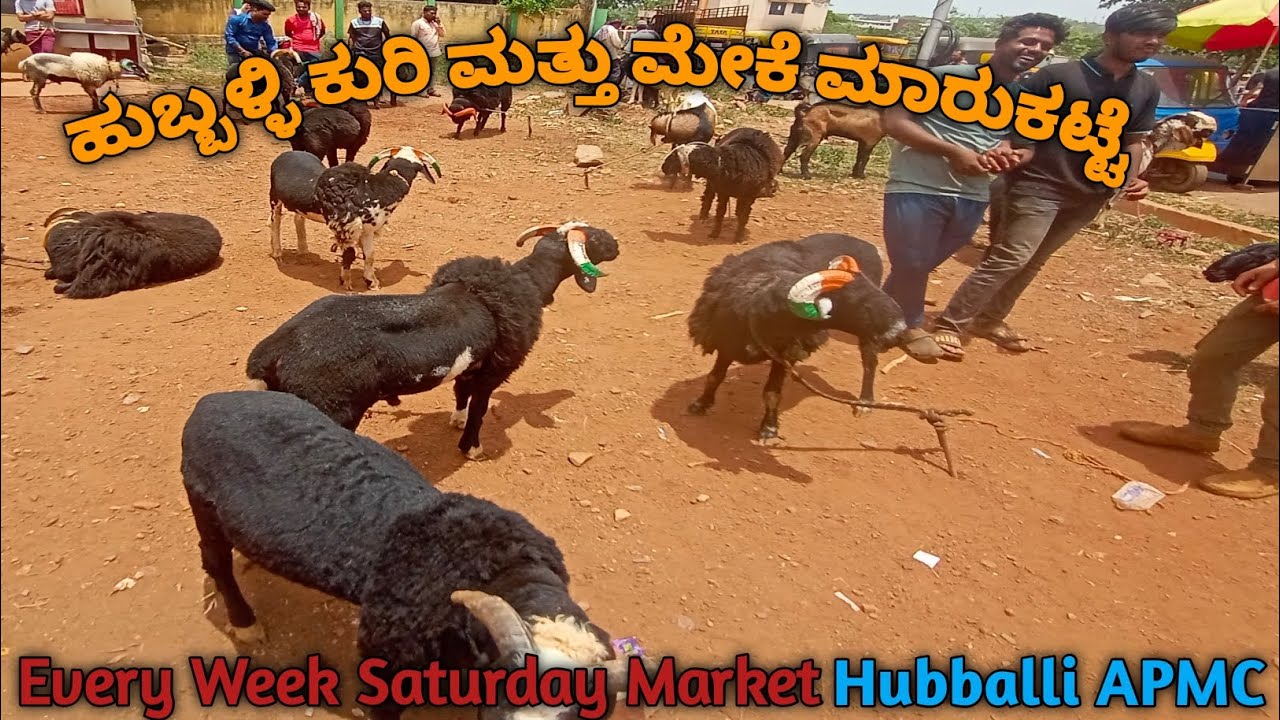 ಹುಬ್ಬಳ್ಳಿ ಕುರಿ ಮತ್ತು ಮೇಕೆ ಮಾರುಕಟ್ಟೆ | Hubballi saturday APMC Market | 17-06-2023 | @gdfchannel8724