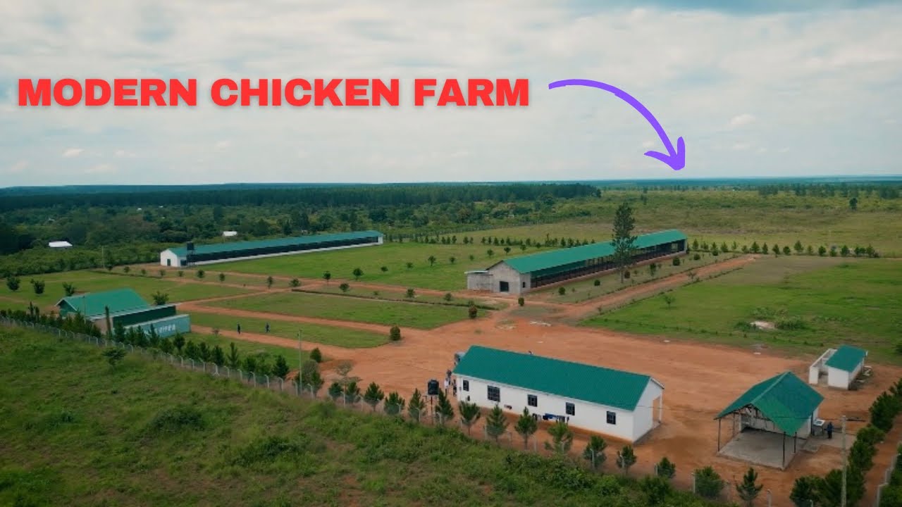 Why HELLMANN Is Taking Over Modern Poultry Farming in Africa