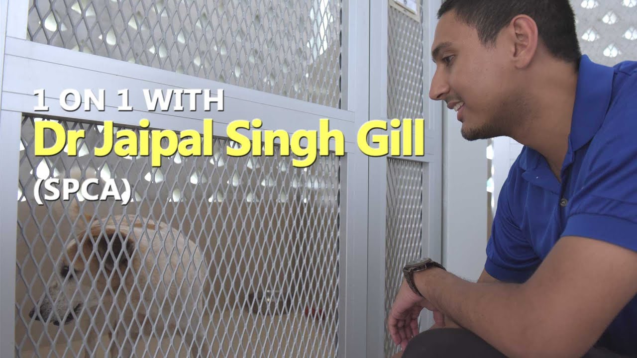 1 On 1 With Dr Jaipal Singh Gill (SPCA) | CNA Insider