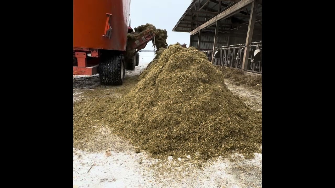Fresh batch of dry hay, first crop haylage, corn silage & small amount of ryelage fed to our heifers