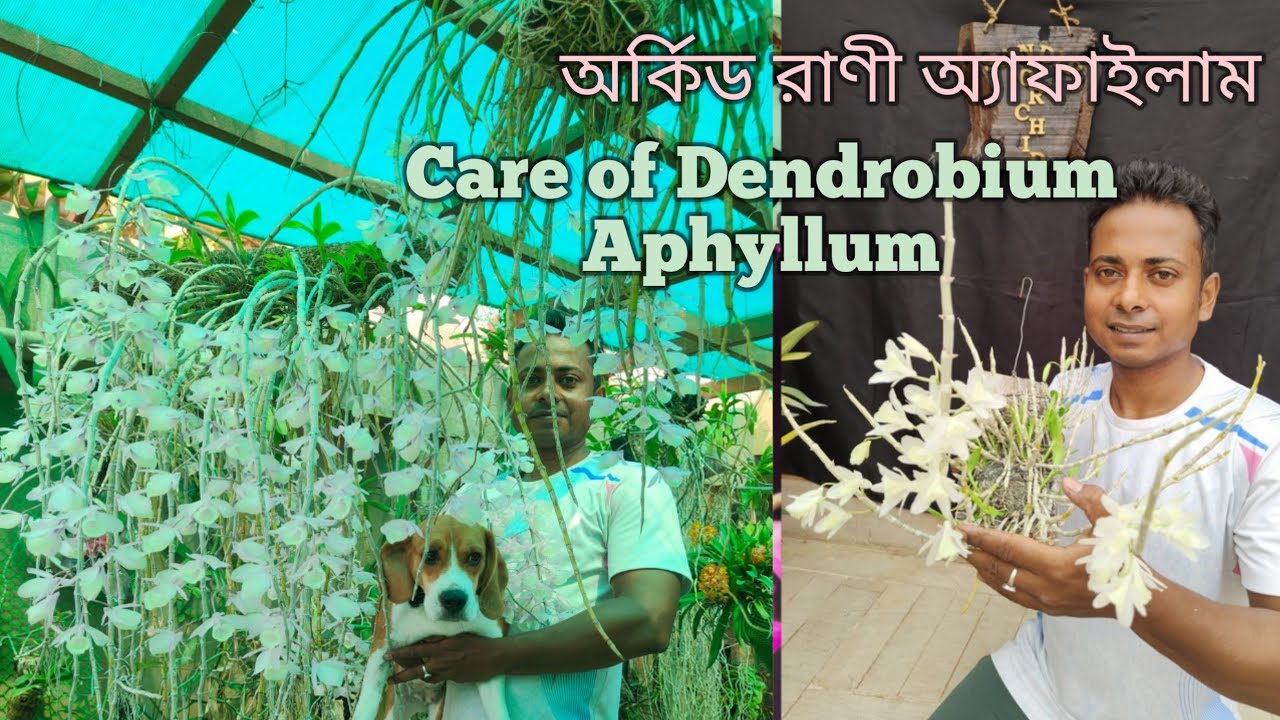 Species Dendrobium Orchid care! যথার্থ যত্ন অর্কিড কে ফুলে ভরিয়ে দেবে!#aphyllum @SandipOrchid