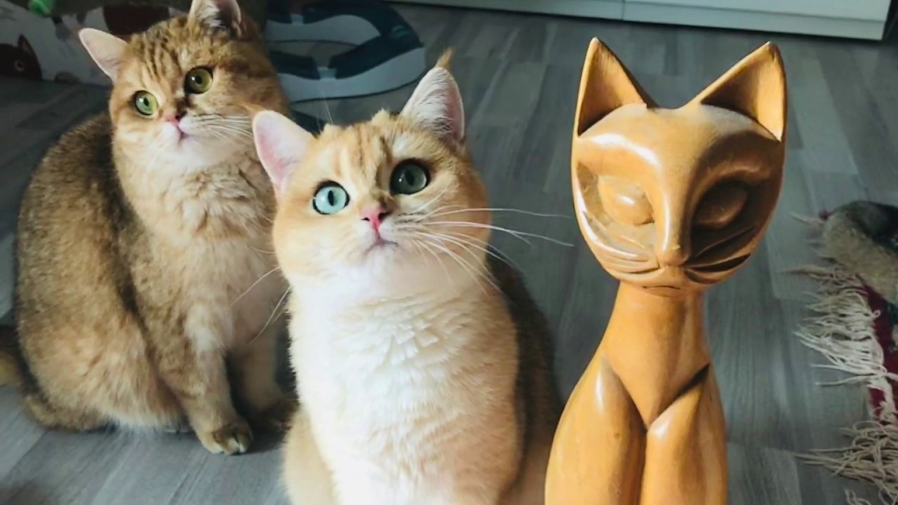 😺😻🧡КОШКИ ЗОЛОТЫЕ ШИНШИЛЛЫ.GOLDEN KITTENS🤩✨🐱🙀