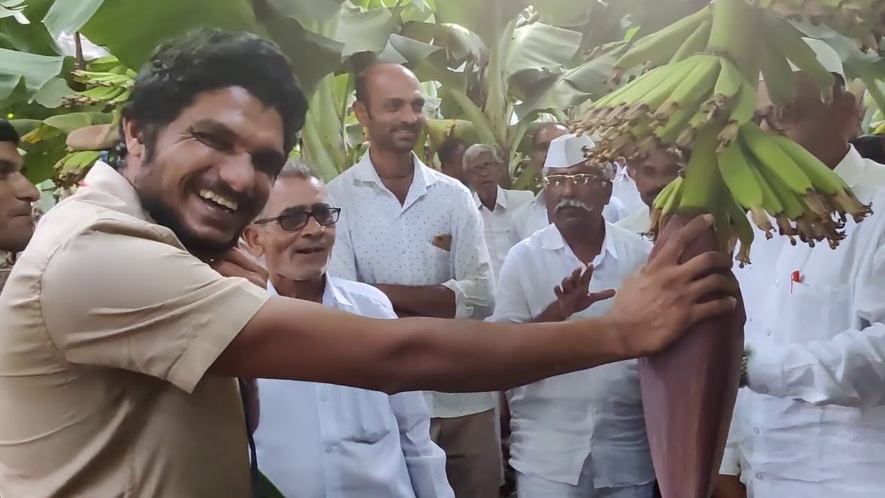 1811- 70-30 केला खेती सिरपुर, Banana Tissue Plant Farming 6232136062 किसान पाठशाला BALRAM KISAN