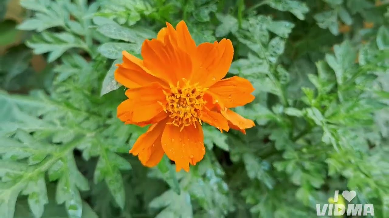#parijatham#flowers#vegetables#divyd#carats