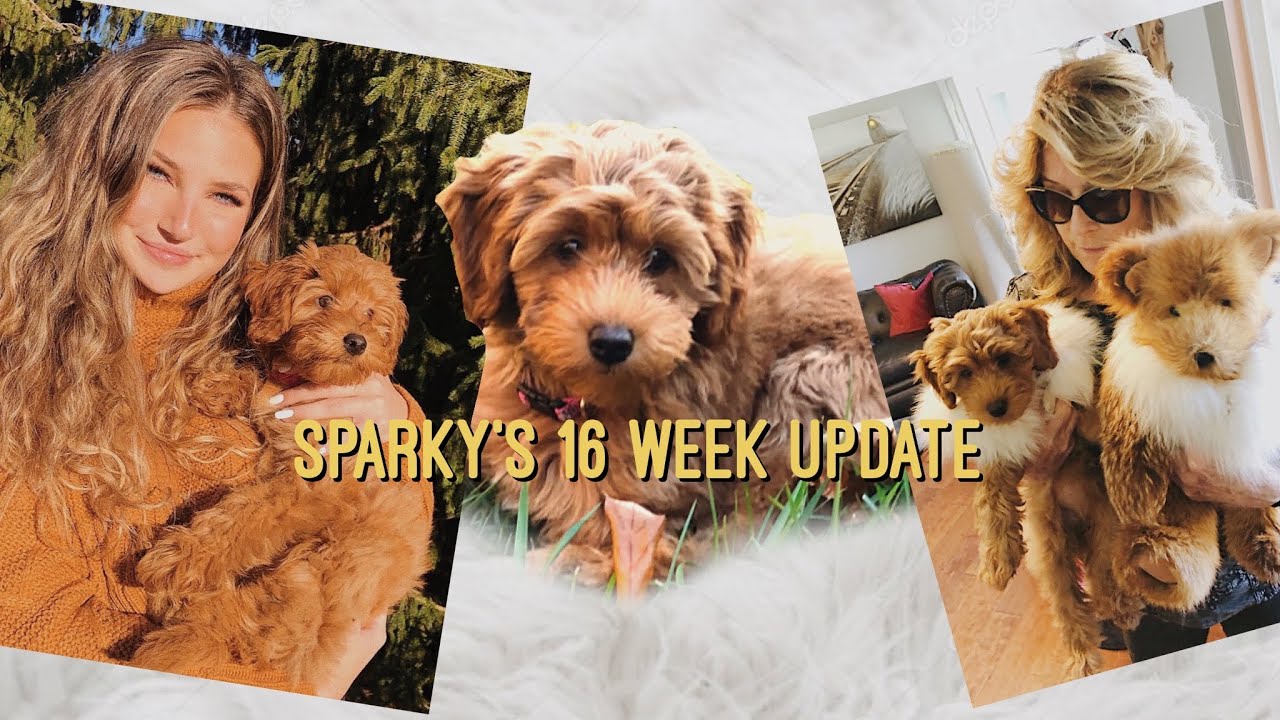 mini goldendoodle puppy ♡ 16 week pupdate! ♡
