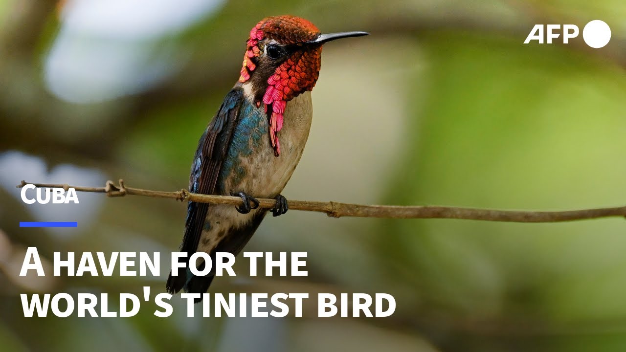 In Cuba, a man's garden turned sanctuary for the world's smallest bird | AFP