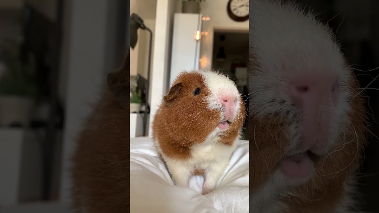 A squeaky guinea pig Hello!!!