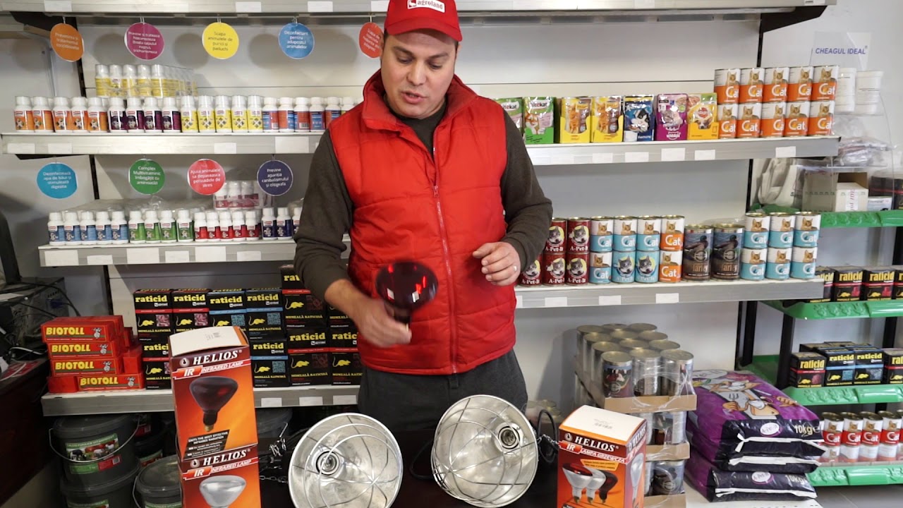 Becul cu Infrarosu -  necesar pentru pui in primele saptamani