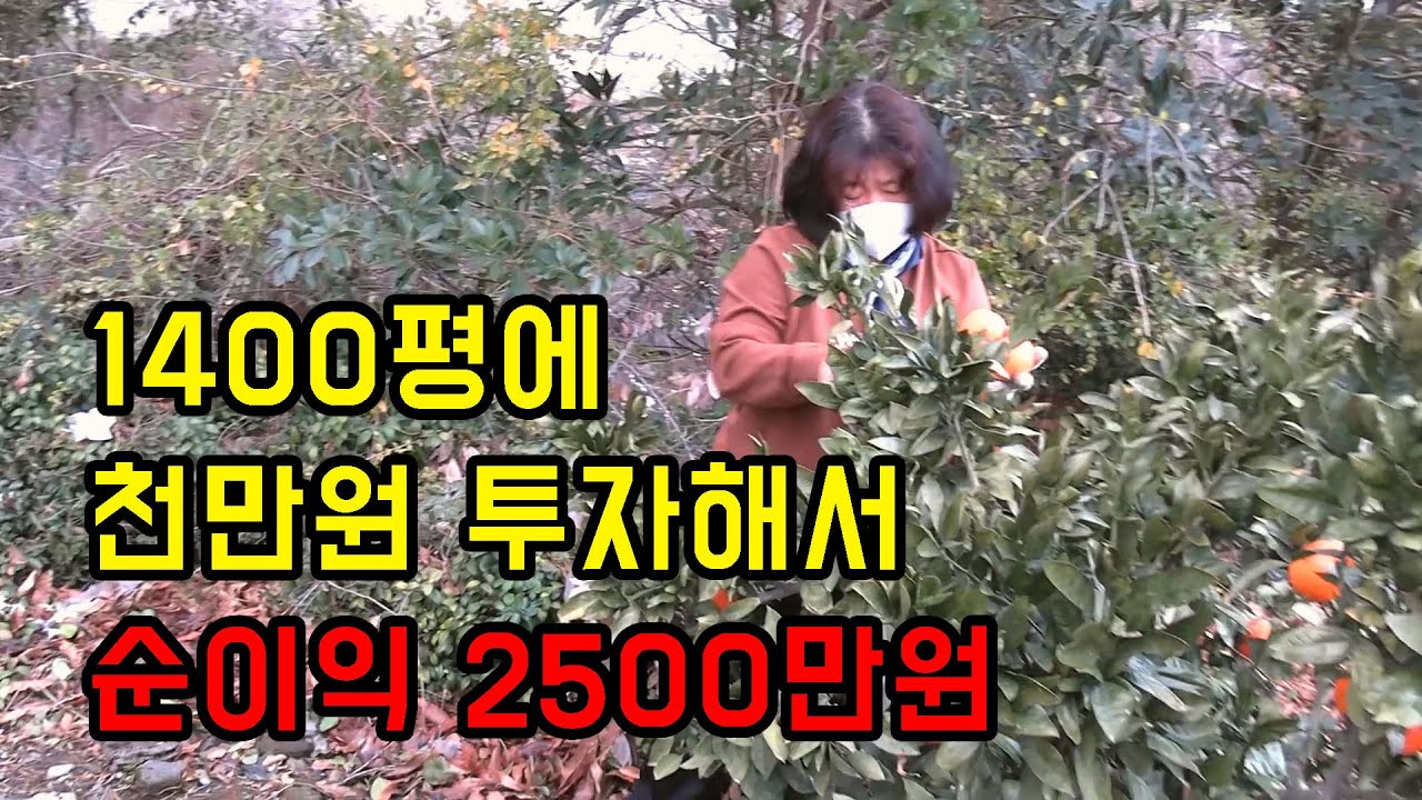 제주도 1400평에 천만원 투자해서 순이익 2500만원 나온다는 감귤농사