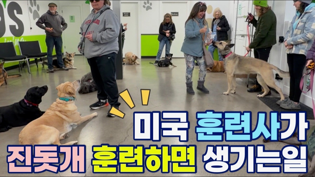 🇺🇸 미국 훈련사가  진돗개 훈련 시키면 생기는일 | 네눈박이 진돗개 | 블랙탄 진돗개 | 진돗개 해외입양