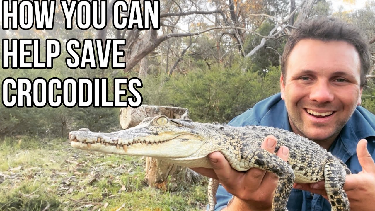 5 Ways YOU Can HELP Australian Crocodiles
