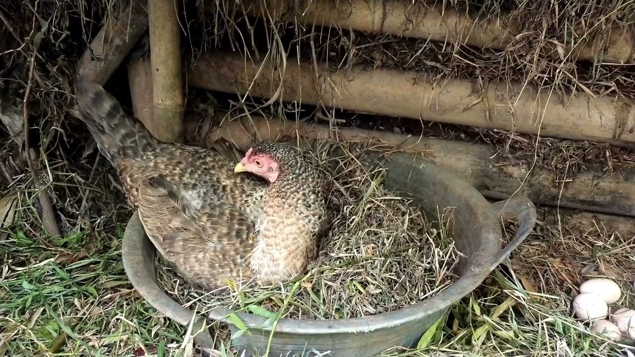 Ternak solusi penghasil cuan bulanan dan tahunan selain bertani @cuandaritani