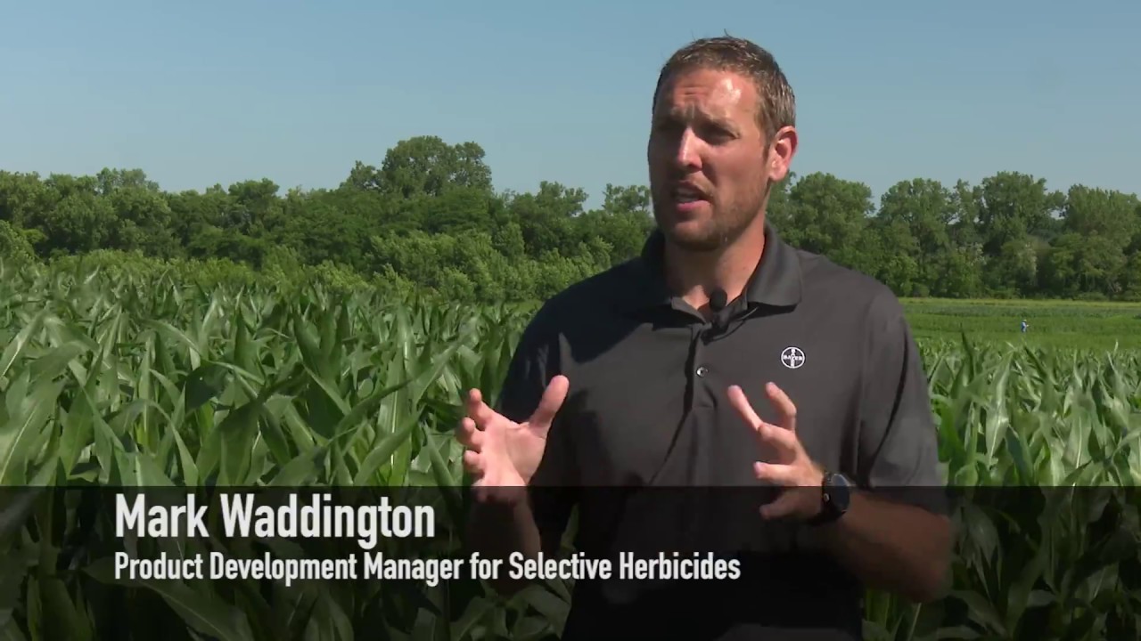 How to Implement a Zero Tolerance Approach to Weed Control