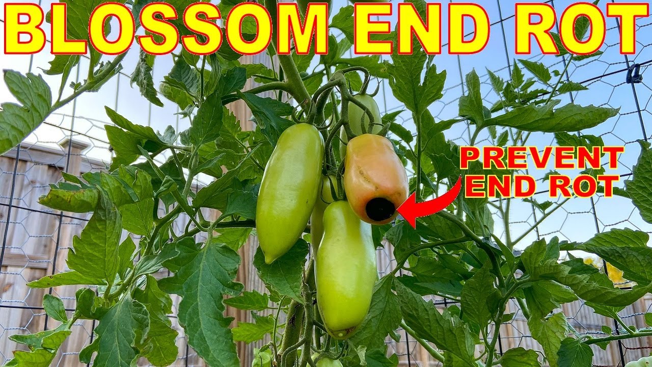 Stop Tomato Blossom End Rot FOREVER With 3 Easy Tomato Tips!