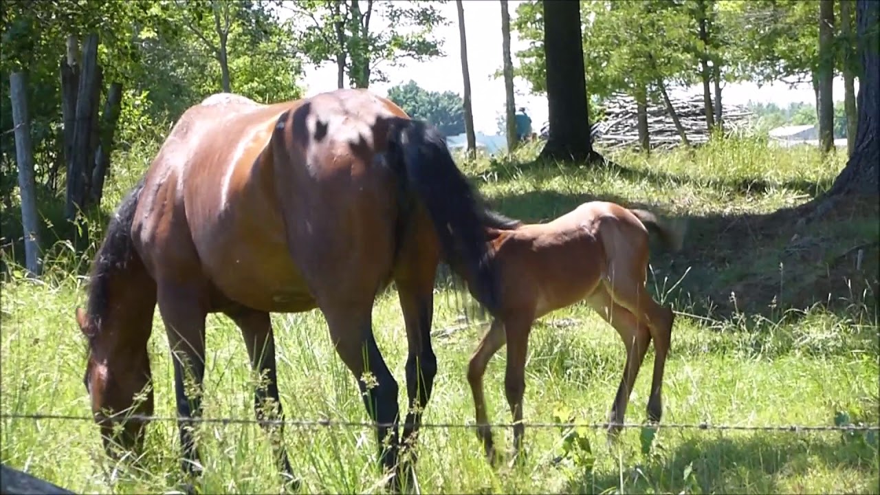 Poulain et sa maman!      Baby foal and his mom!