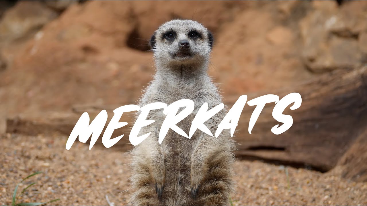 Meerkats