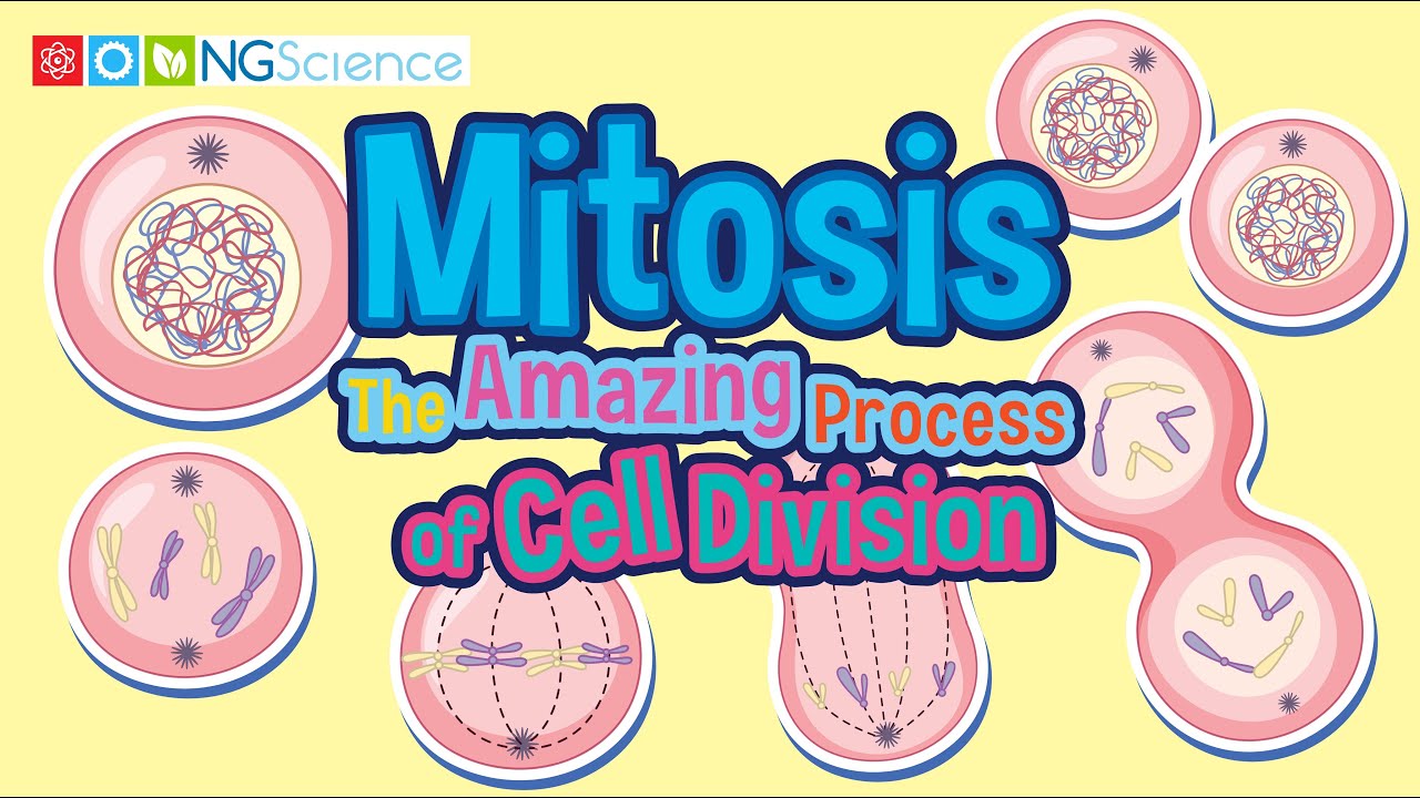 Mitosis &ndash; The Amazing Process of Cell Division