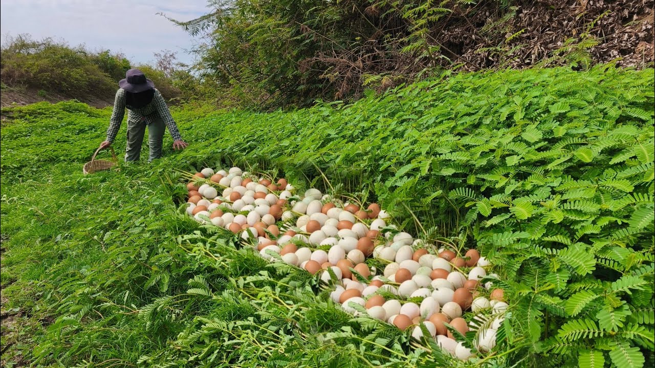 OMG unique- An old farmer went down to the vegetable garden and saw a lot of duck eggs in the grass.