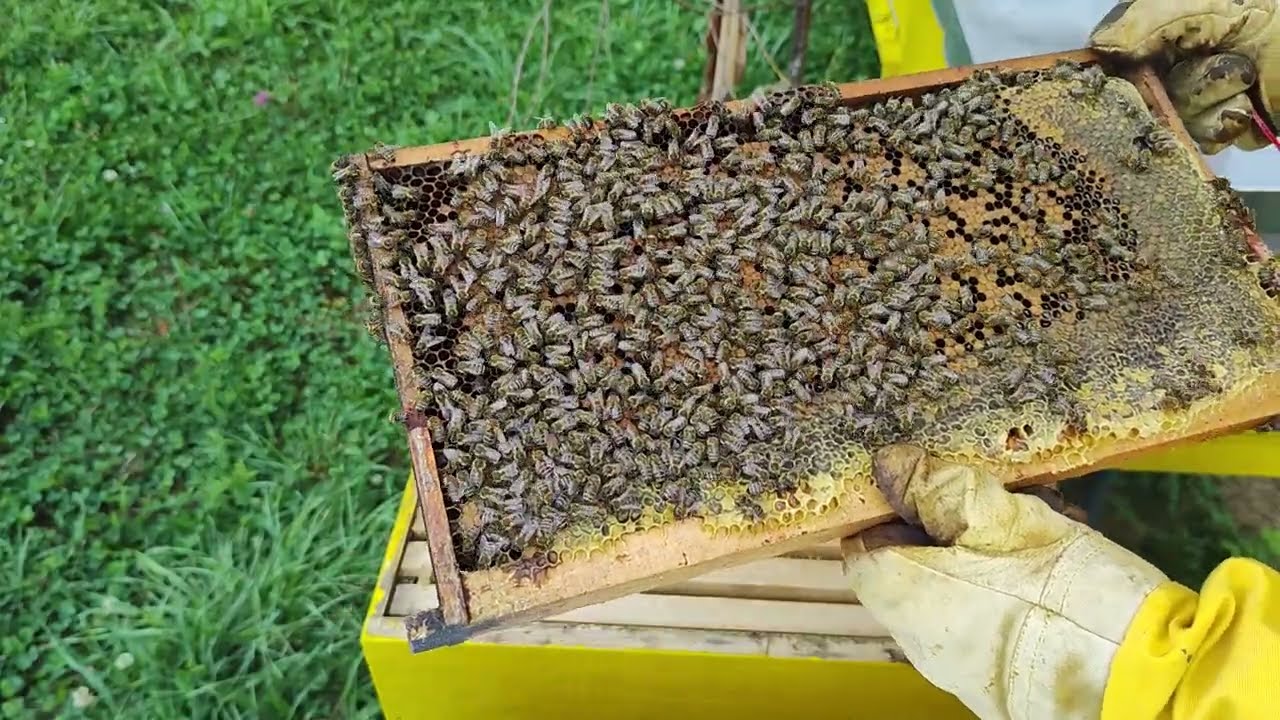 Jesenji radovi u pčelinjaku - pregled košnice #beekeeping #beekeepingrules