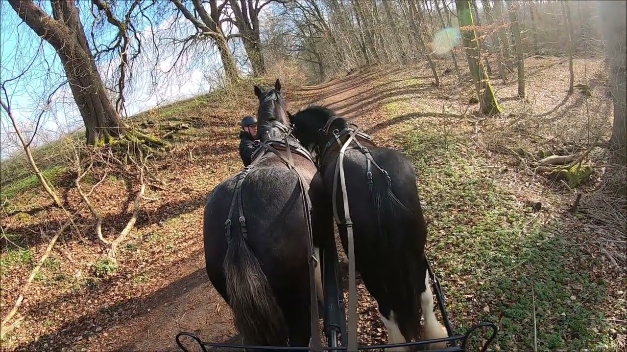 Ostsee Shires - Erste Kutschfahrt am Zweisp&auml;nner. Shire horse an der Kutsche