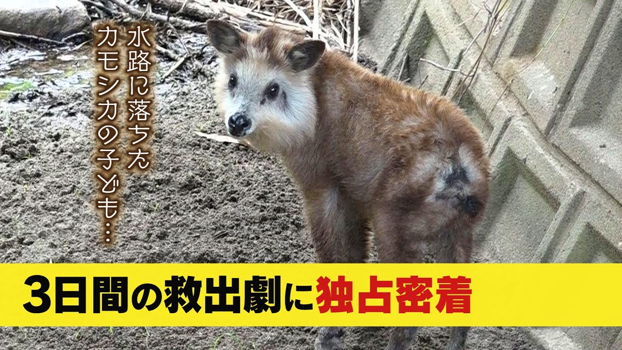 法律で捕獲できない!?水路に落ちて１カ月以上…カモシカの子どもの救出作業に密着！カモシカ救出の瞬間 (23/08/16 19:41)