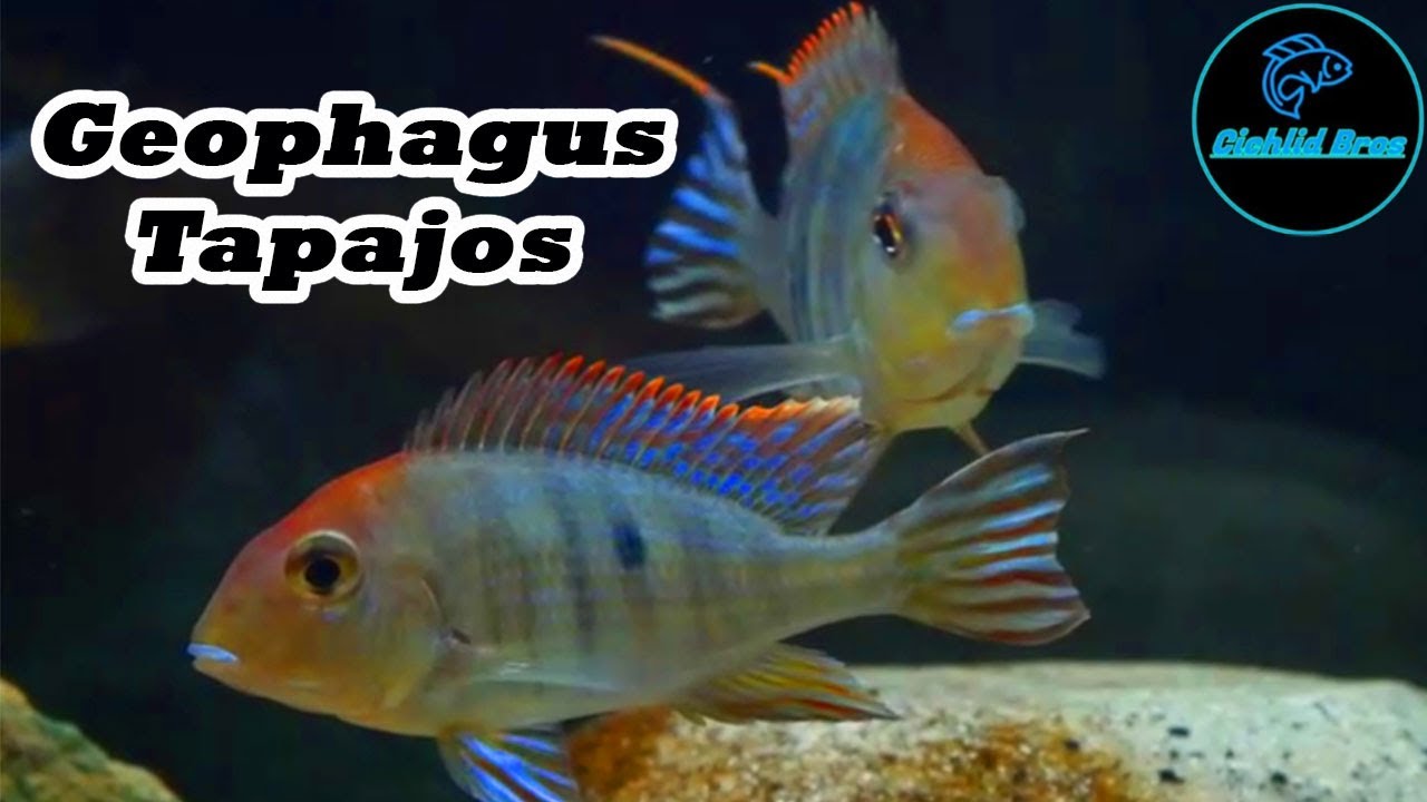 Geophagus Tapajos | Care Guide & Species Profile