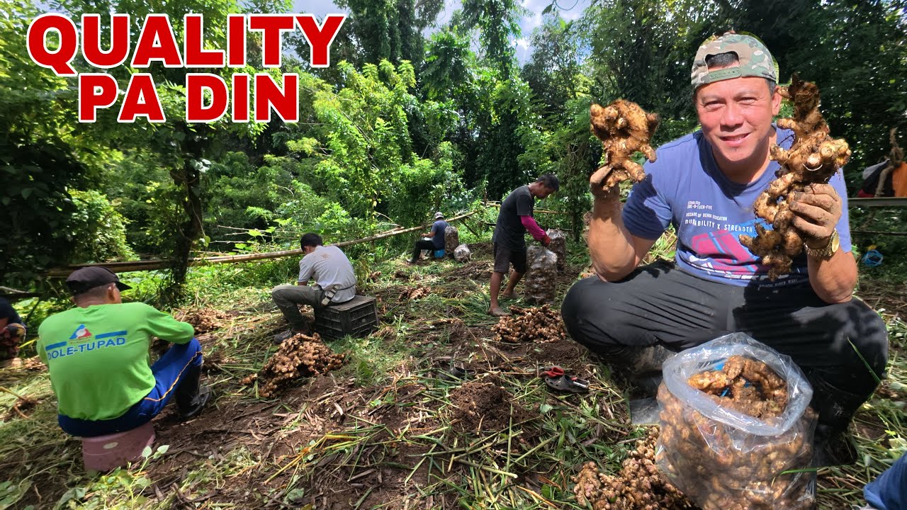 NA-HARVEST NA ANG LUYA NA MAY PASIK| Biyaherong Batangueno