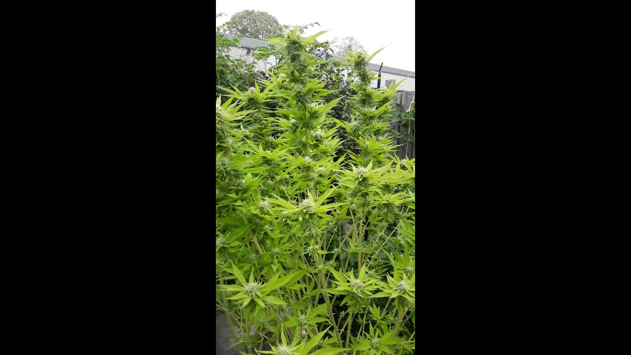 Amnesia Haze 20 August 2018