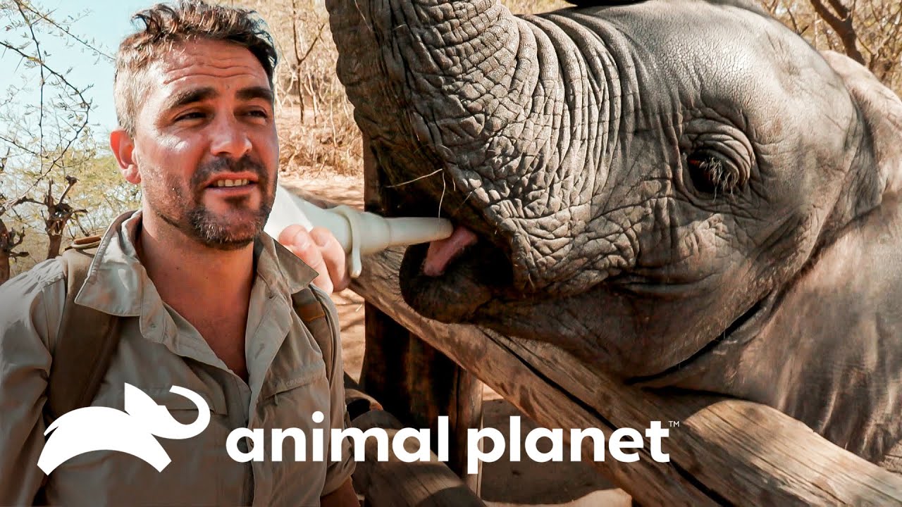Pequeños elefantes huérfanos son rescatados y protegidos en Botswana | Caminando con Elefantes