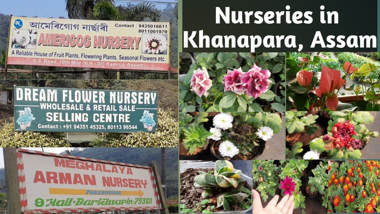 Nurseries in Khanapara, Guwahati, Assam