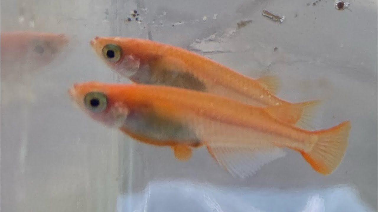 Detail guide to hatch medaka rice fish eggs you buy online