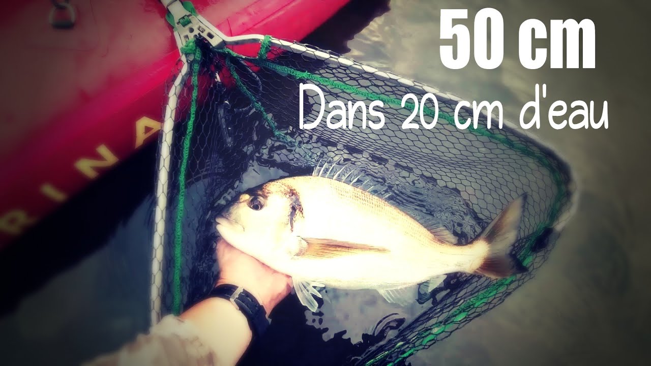 [étang de Thau tenya]un beau poisson de 50 cm dans 20 cm d'eau..? 🤔🤔 technique et matériel...💡💡