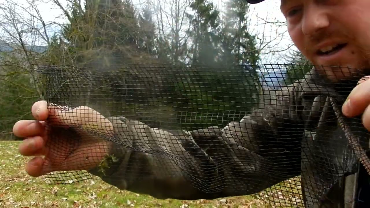 A la recherche de bois de cerfs #1