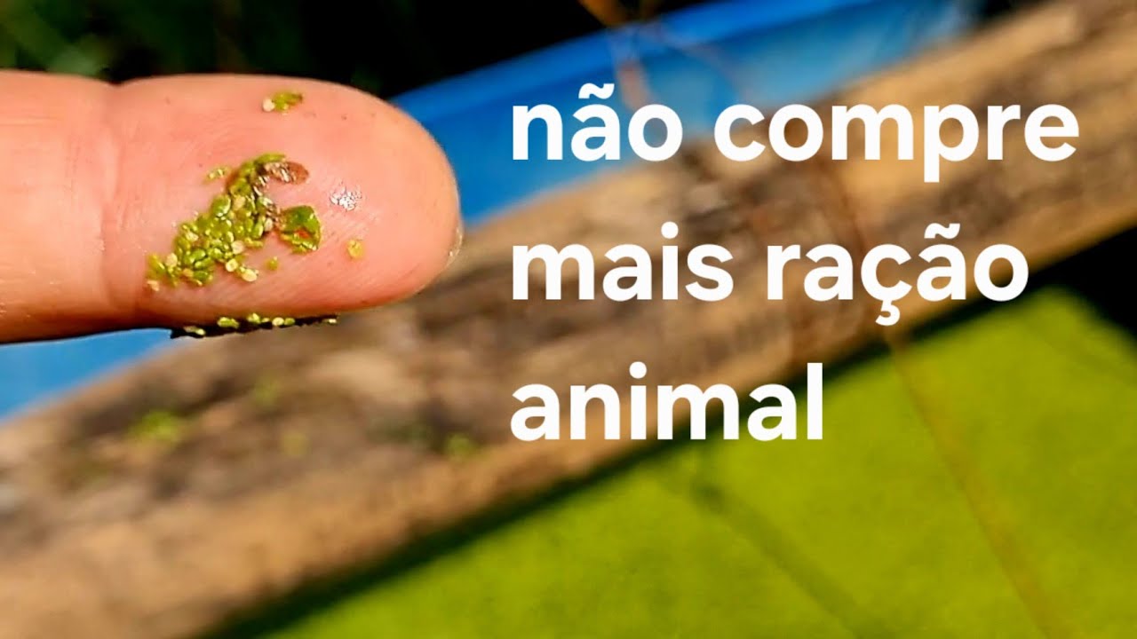 wolffia 40% de proteína compensa cultivar?