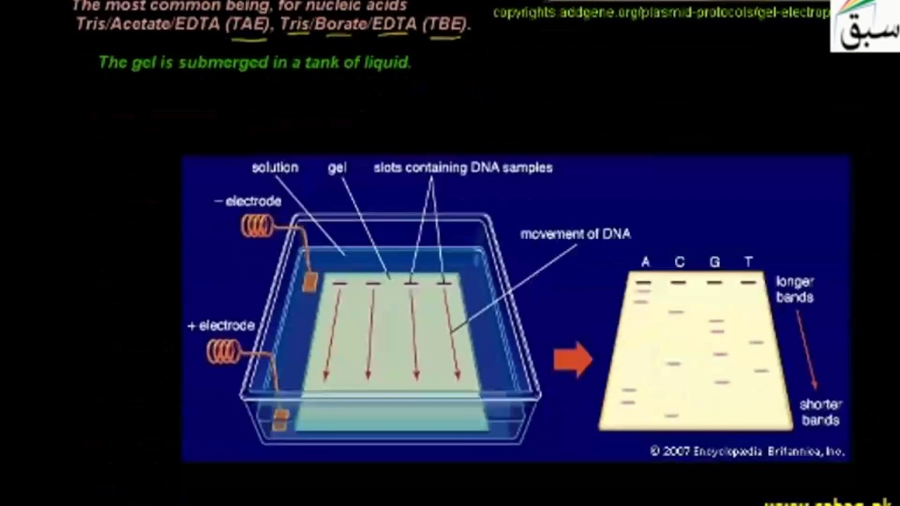 Gel Electrophorasis, Biology Lecture | Sabaq.pk |