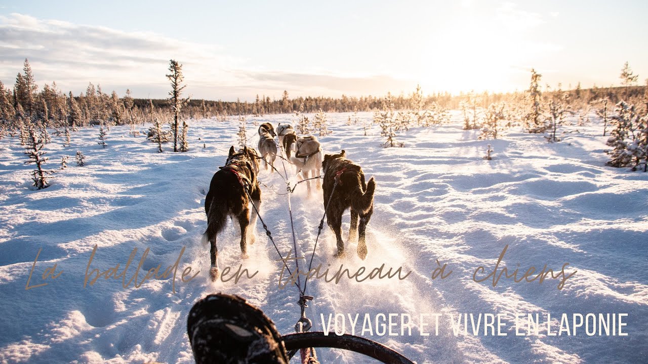 Vivre et voyager en Laponie - Découverte d'une excursion en traineau à chiens