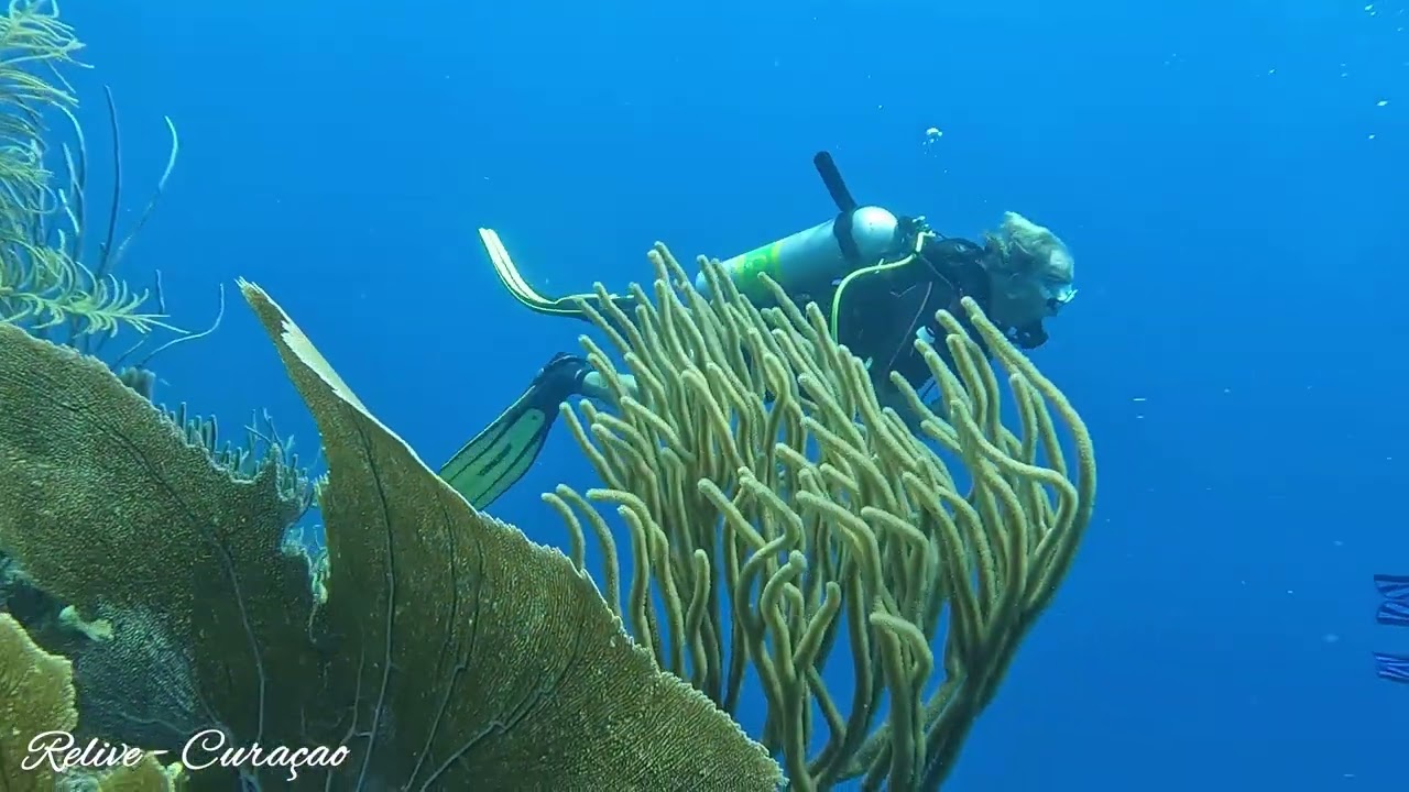 Curaçao duiken... boot duik Oostpunt... 4k onderwaterwereld van Relive-Curaçao