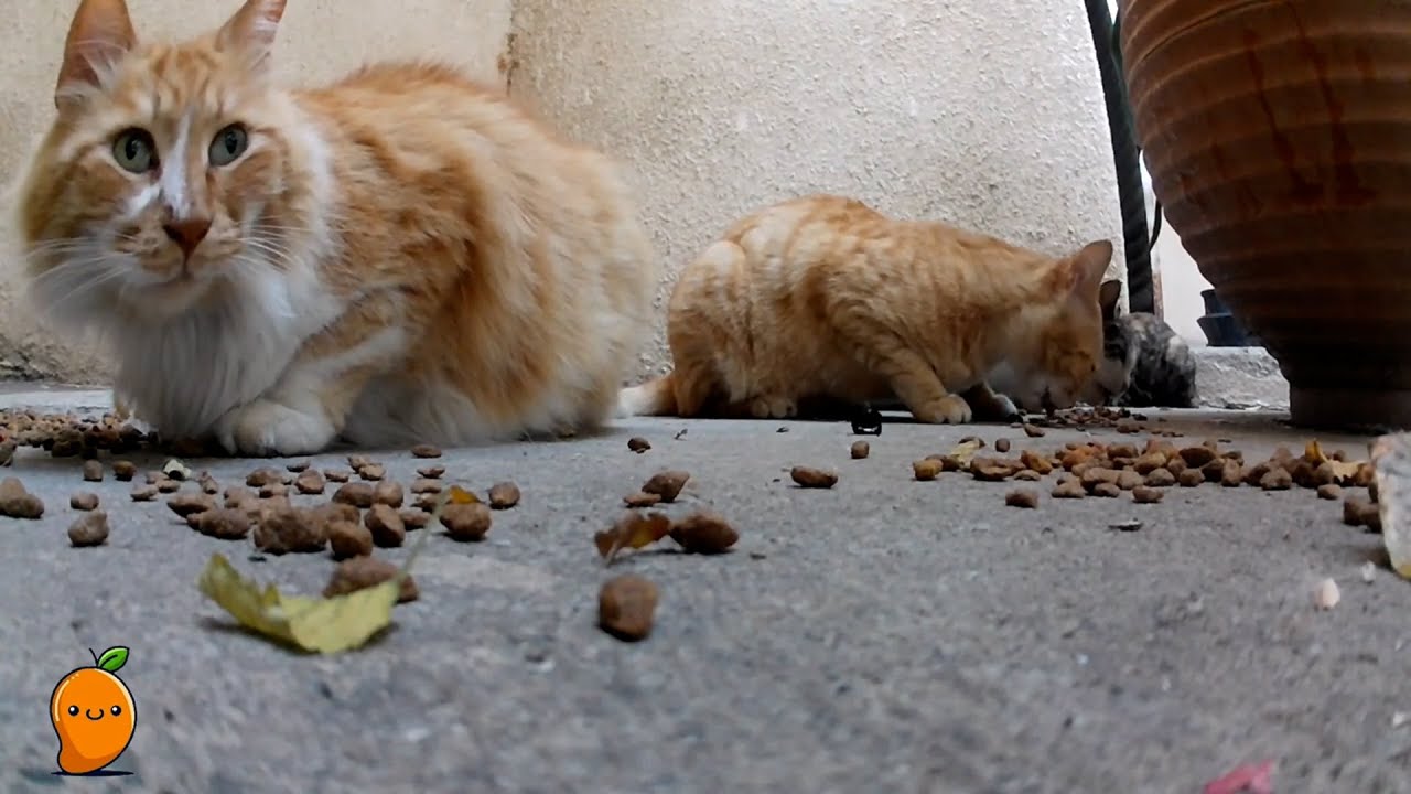 🔴LIVE! Feeding 20+ Hungry Cats - Eating ASMR