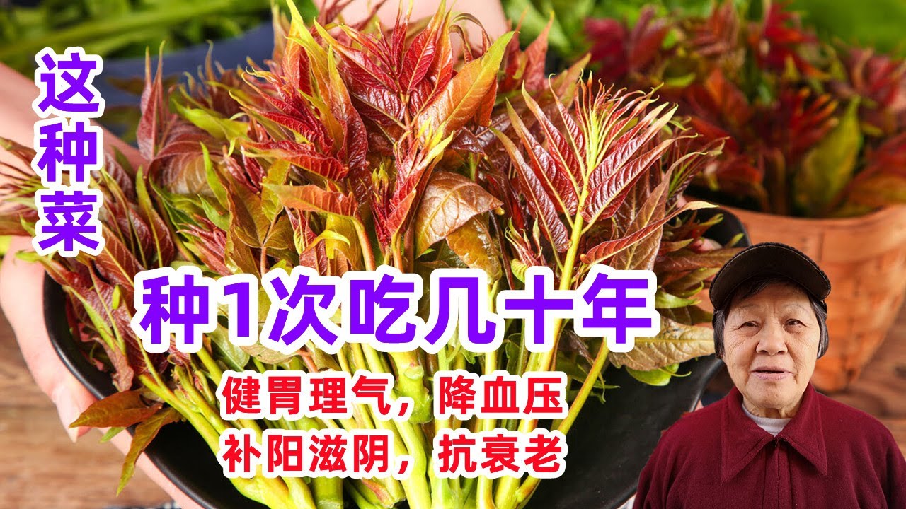 樹上蔬菜，既是樹又是菜，種一次吃幾十年，健胃理氣，降血壓，抗衰老，補陽滋陰，能過冬/Chinese toon/Mars Hydro TS 3000