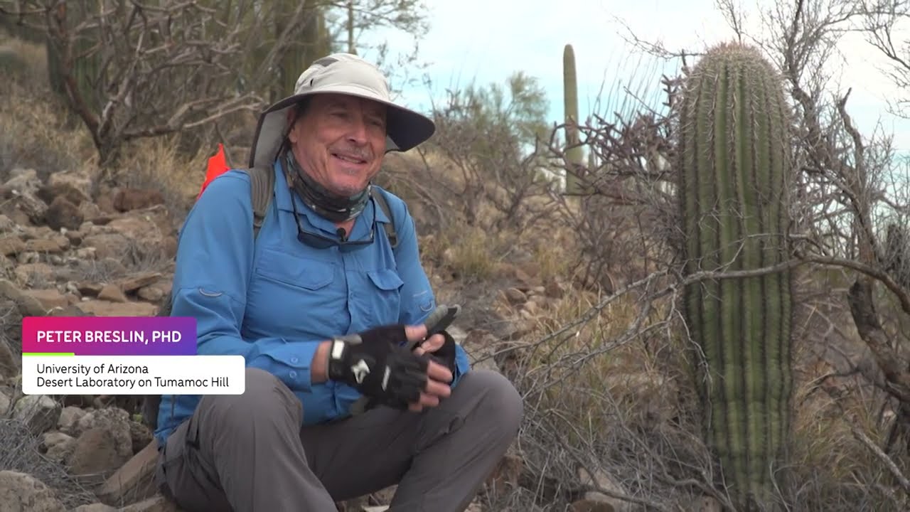 The Saguaro Cactus: The Desert Southwest's Icon in Danger